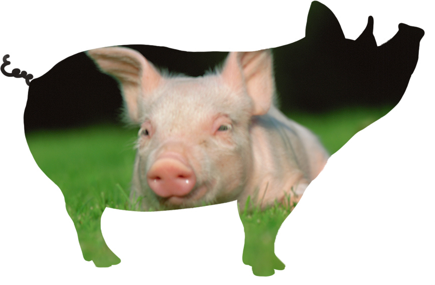 保定賽牧飼料有(yǒu)限公司